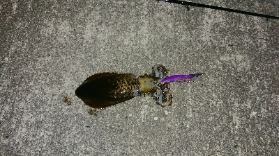 リベンジ釣行！in 田辺