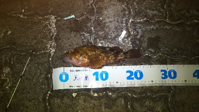 ヘチ釣り 夜の部