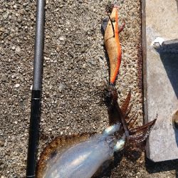 今年初ヤエンするも…