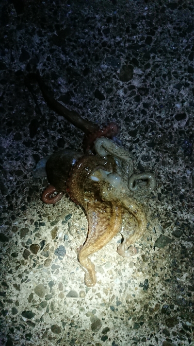 アオリイカとタコ？