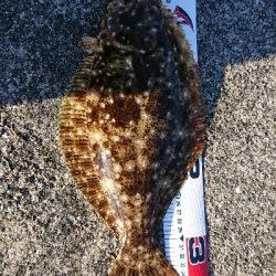 カレイじゃなく!?