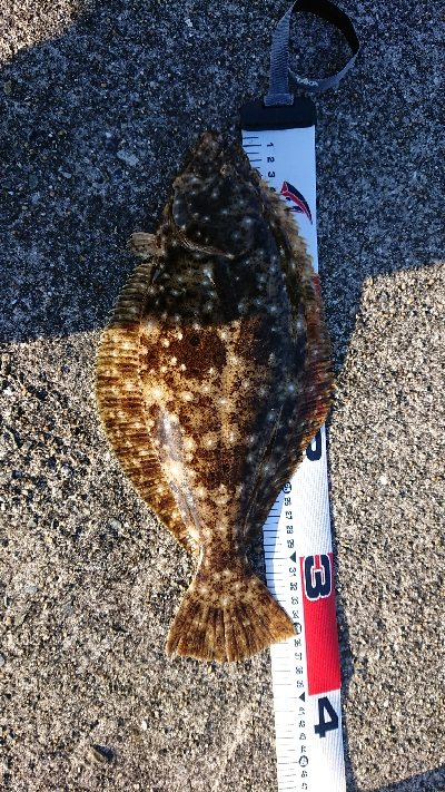 カレイじゃなく！？