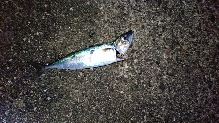 太刀魚狙ったのに