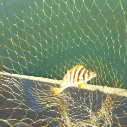 大磯港で団子釣り