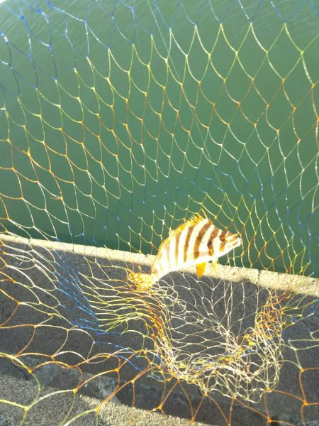 大磯港で団子釣り