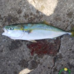 太刀魚終わり？