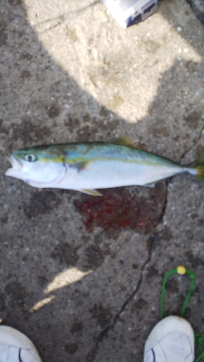 太刀魚終わり？