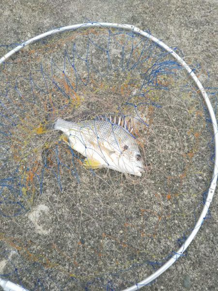 団子釣りでクロダイ狙い