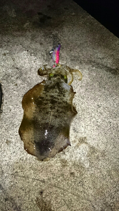 アオリイカ  コウイカ