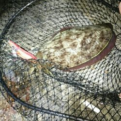 アオリイカ   コウイカ