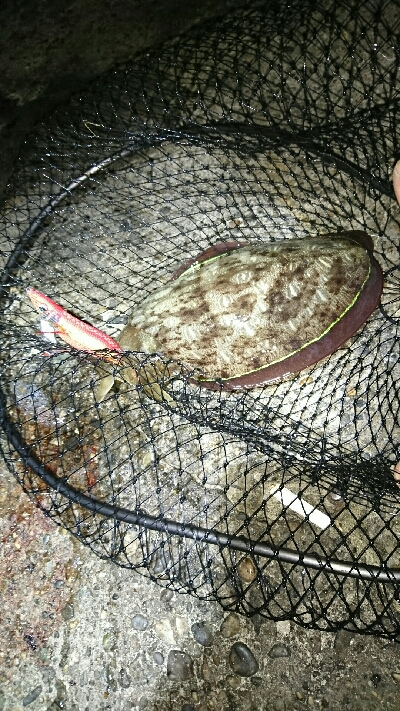 アオリイカ   コウイカ