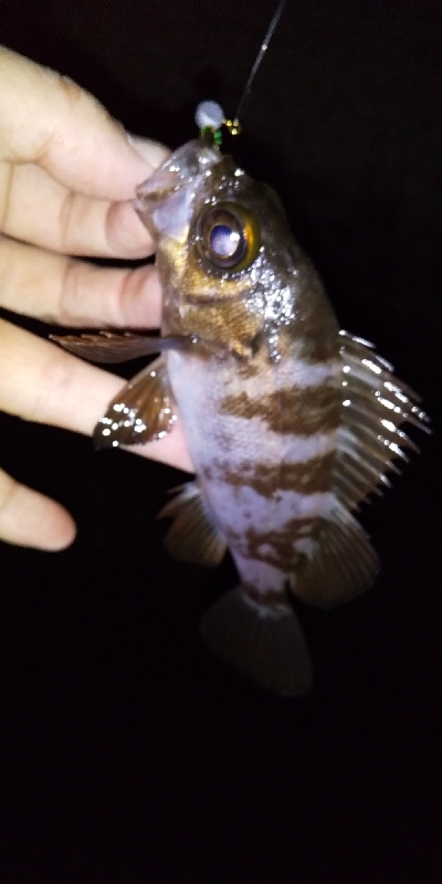 アジ連続ボーズ