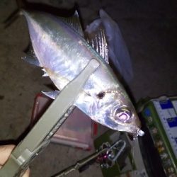 アジ釣りたくて。