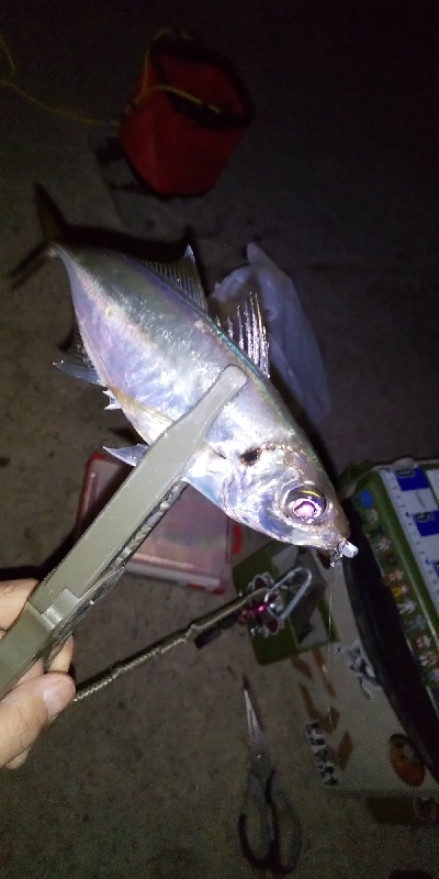 アジ釣りたくて。