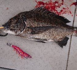 ボートエギング