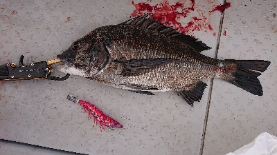 ボートエギング