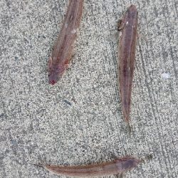 エソ、エソ、エソ