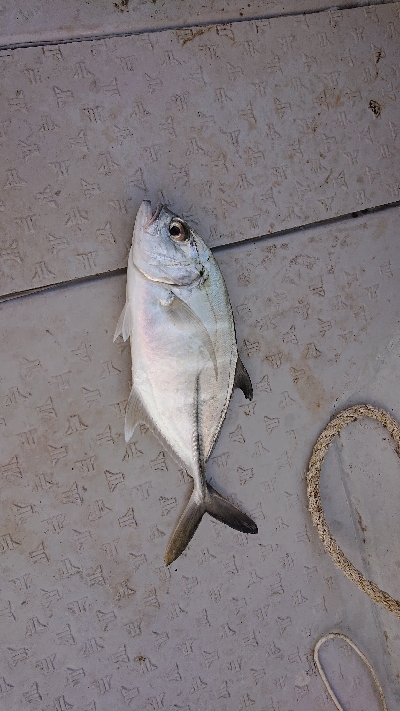 ボートキャスティング