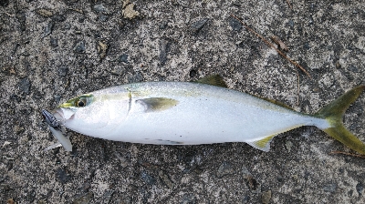 思ったより釣れず