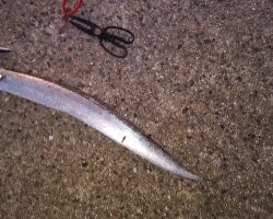 ルアーだけに反応？