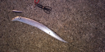 ルアーだけに反応？