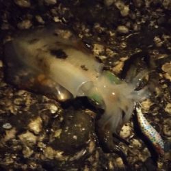 オーイ新子しんこさーん