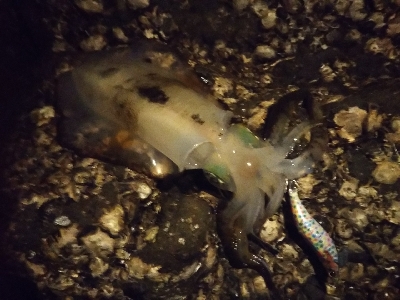 オーイ新子しんこさーん