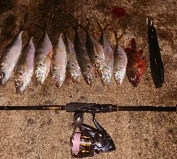 予定外のアジング良型連発