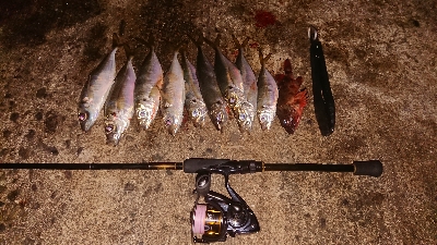 予定外のアジング良型連発