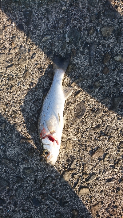 セイゴ入れ食い