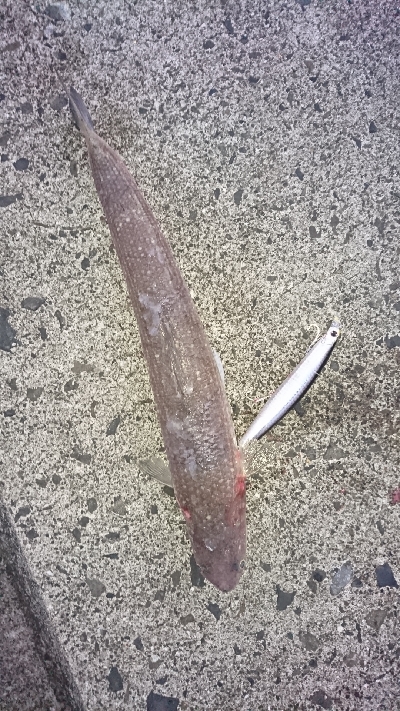 ベイト入るもエソ