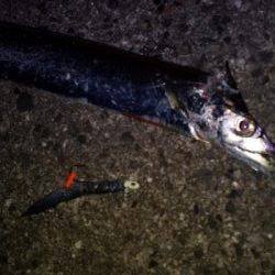 時合いはあっちゅう間