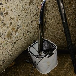 青物今日はお休み?