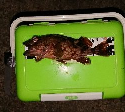 久々のライトゲーム