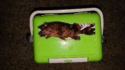 久々のライトゲーム