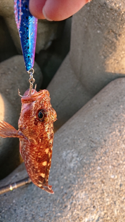 ハマチはどこいった？