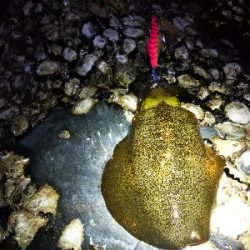 アオリイカを釣りに行ってきました。