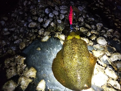 アオリイカを釣りに行ってきました。