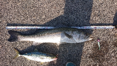 ワカシとランカーシーバス