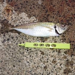 朝まず目アジング