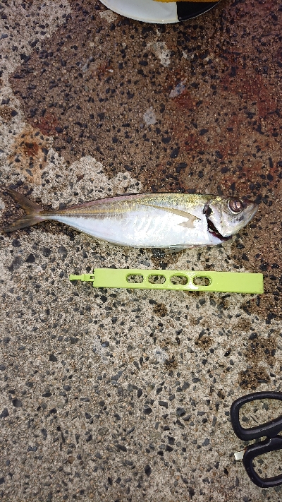 朝まず目アジング