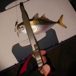 またまたアジゲーム