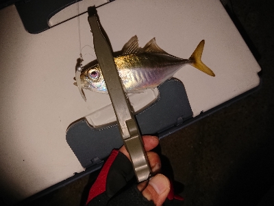 またまたアジゲーム