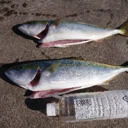 今週もショアジギング