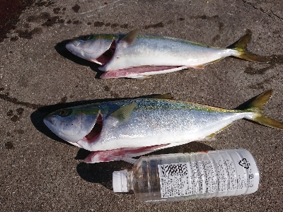 今週もショアジギング