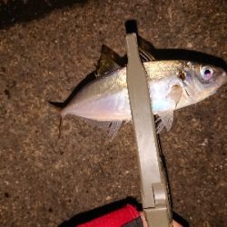 アジも厳しくなってきました