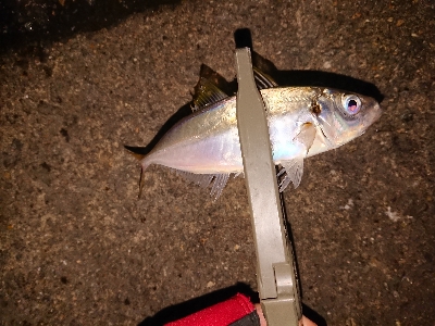 アジも厳しくなってきました