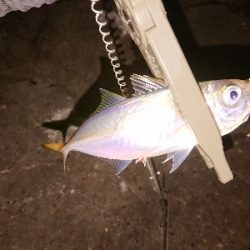 短時間アジング