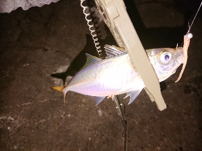 短時間アジング