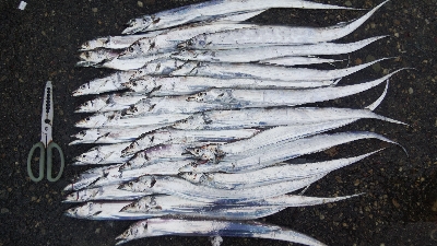 タチウオテンヤ爆釣